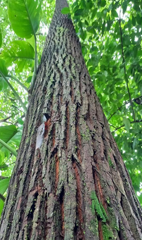 SEMILLA EUCALIPTO PELLITA