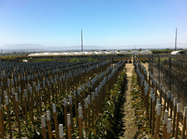 Vivero alta tecnificación