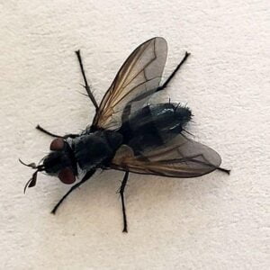MOSCA AMAZONICA