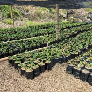 BOLSAS PARA VIVERO