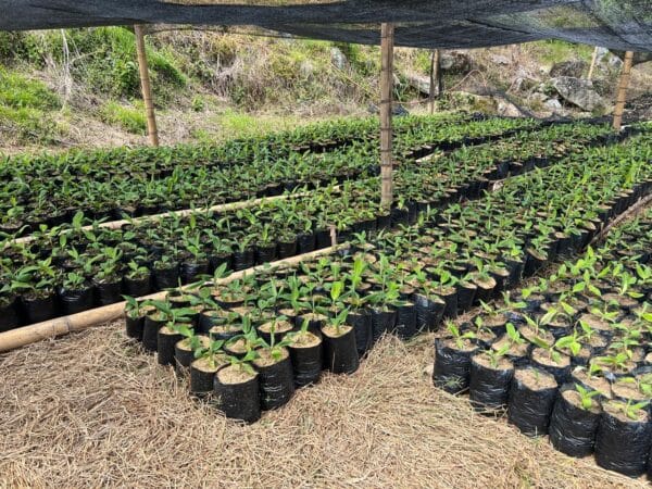 BOLSAS PARA VIVERO